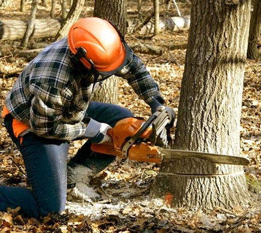 Tree Removal in Clinton, SC